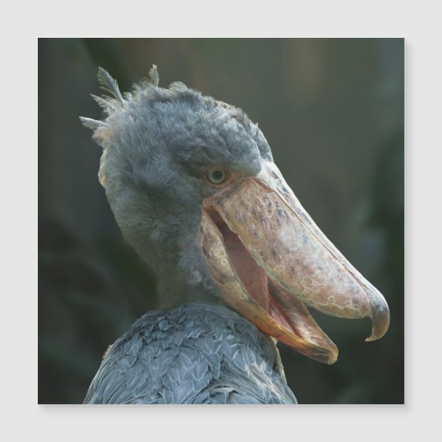 Lächelnd Shoebill Magnetkarte (Vorderseite)