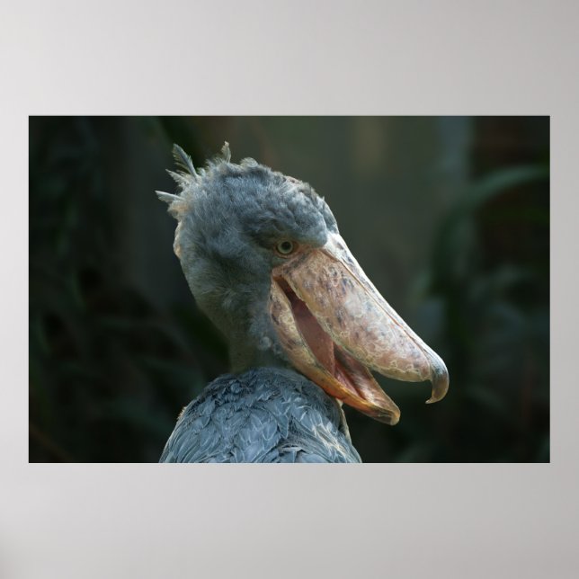 Lächelnd Shoebill Poster (Vorne)