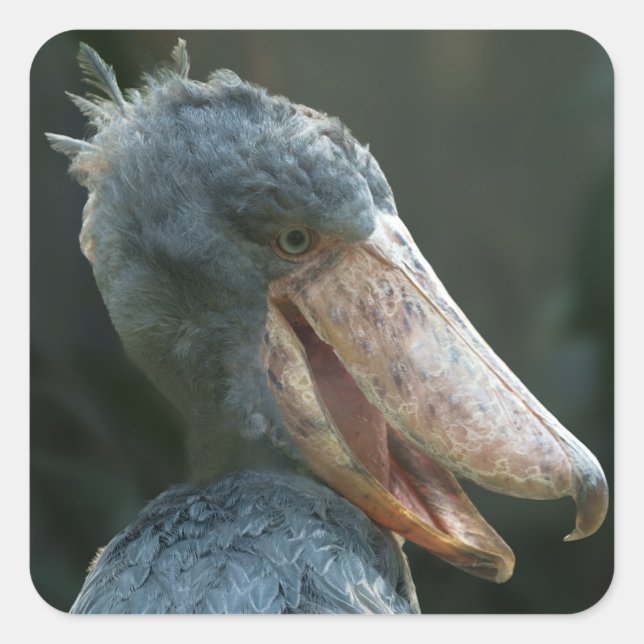 Lächelnd Shoebill Quadratischer Aufkleber (Vorderseite)