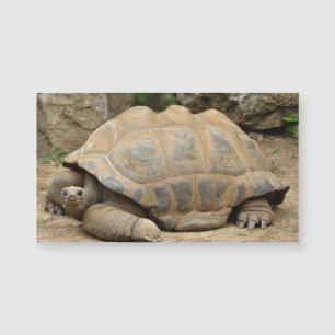 Lächelnd Tortoise Blank Magnetkarte