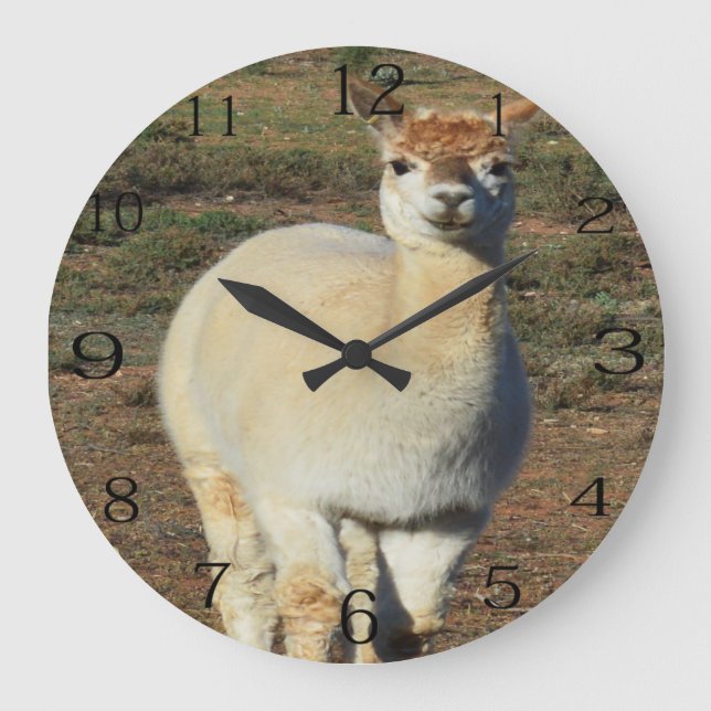 Lächelnd weiße Wolle Alpaca, Große Wanduhr (Vorderseite)