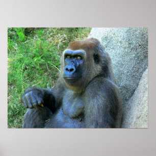 Lächelnde Ape Poster
