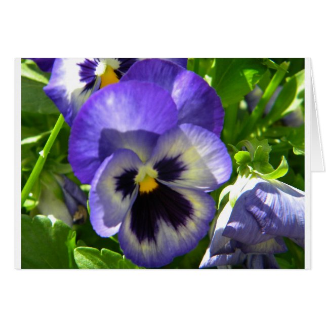 Lächelnde Blume (Vorderseite (Horizontal))