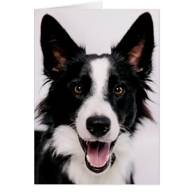 Lächelnde Border-Collie Getty Bild-| A (Vorne)