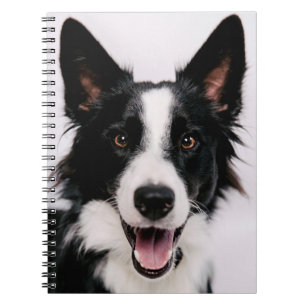 Lächelnde Border-Collie Getty Bild- A Notizblock