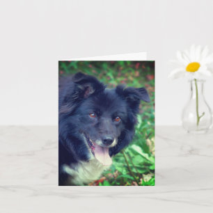 Lächelnde Border Collie Niedlicher Hund Personalis Karte