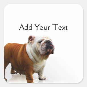 Lächelnde Bulldogge Quadratischer Aufkleber