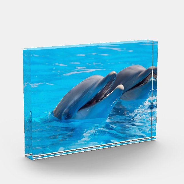 Lächelnde Delphine Fotoblock (Links)