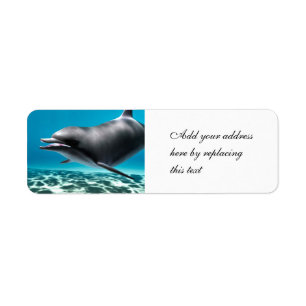 Lächelnde Dolphin