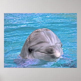 Lächelnde Dolphin Poster