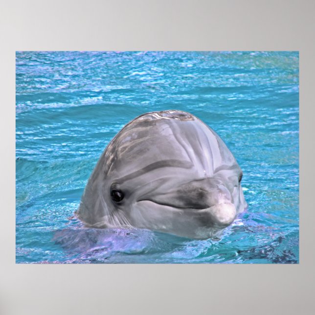 Lächelnde Dolphin Poster (Vorne)