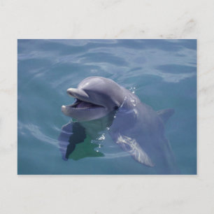 Lächelnde Dolphin Postkarte
