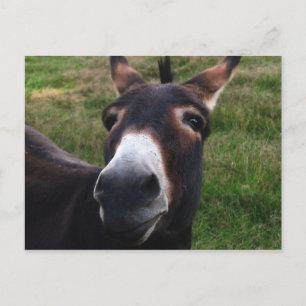 Lächelnde Donkey Postkarte