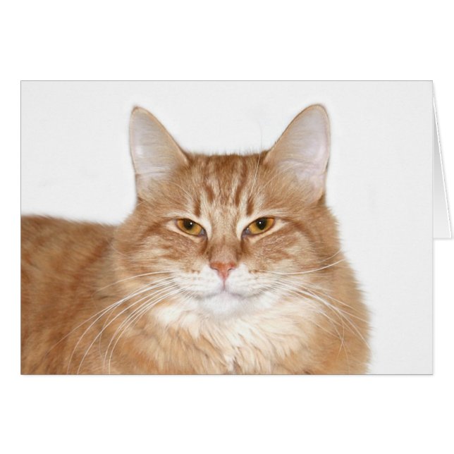 Lächelnde Katze (Vorderseite (Horizontal))