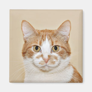 Lächelnde Katze Magnet