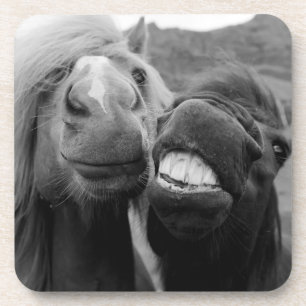 Lächelnde Pferde Getty Bild-  Getränkeuntersetzer