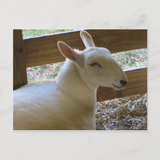 Lächelnde Schafe Postkarte (Vorderseite)