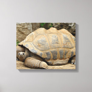 Lächelnde Schildkröte 35x28cm Leinwanddruck