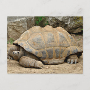 Lächelnde Schildkröte Dankeskarte Postkarte