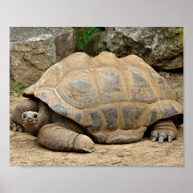 Lächelnde Schildkröte Poster (Vorne)