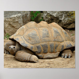 Lächelnde Schildkröte Poster