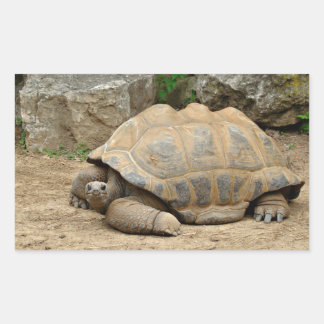 Lächelnde Schildkröte Rechteckiger Aufkleber