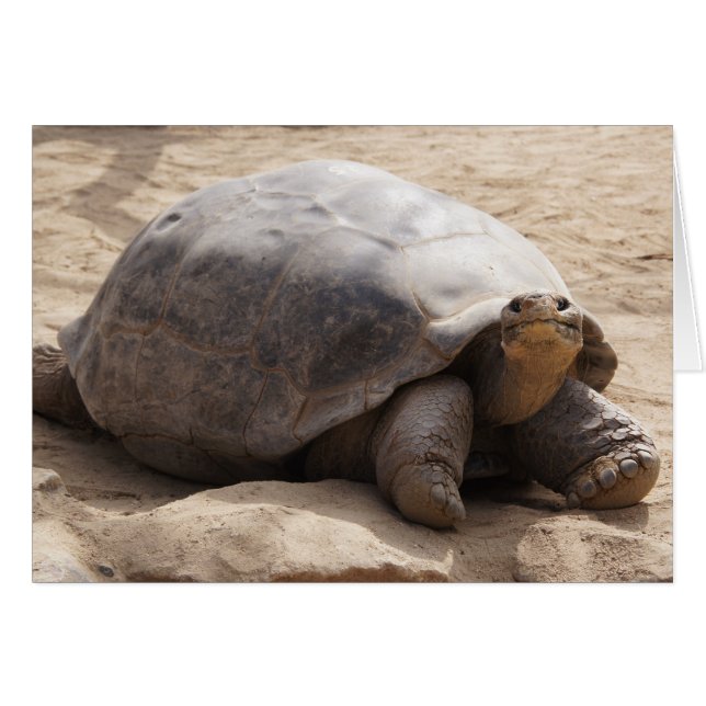 Lächelnde Schildkröten-leere Karte (Vorderseite (Horizontal))