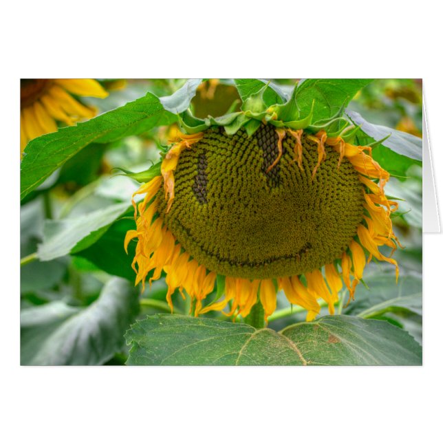Lächelnde Sonnenblume (Vorderseite (Horizontal))