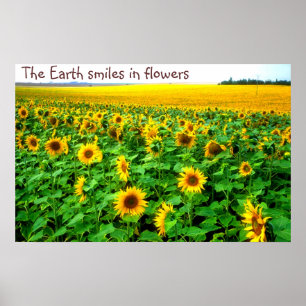 Lächelnde Sonnenblumen durch TDGallery Poster