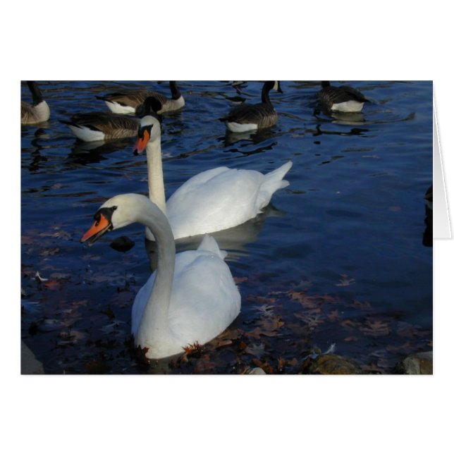 Lächelnde Swan-Karte (Vorderseite (Horizontal))