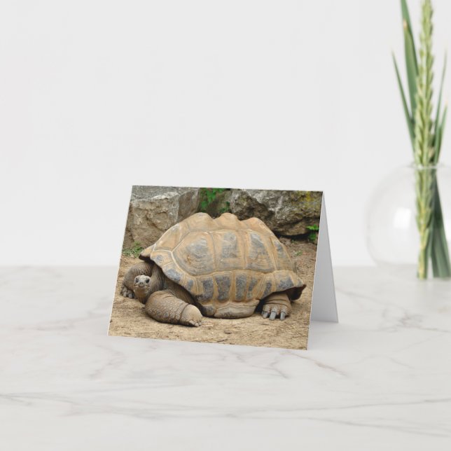 Lächelnde Tortoise Dankeskarte (Vorderseite)