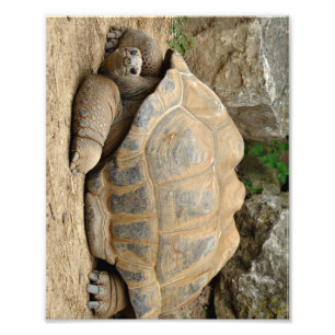 Lächelnde Tortoise Fotodruck