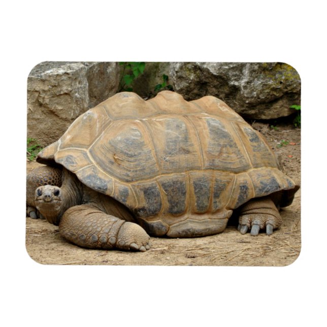 Lächelnde Tortoise Magnet (Horizontal)