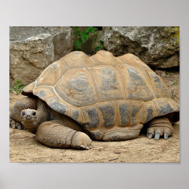 Lächelnde Tortoise Poster (Vorne)