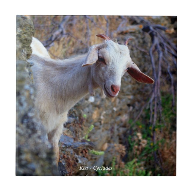 lächelnde Ziege Fliese (Vorderseite)