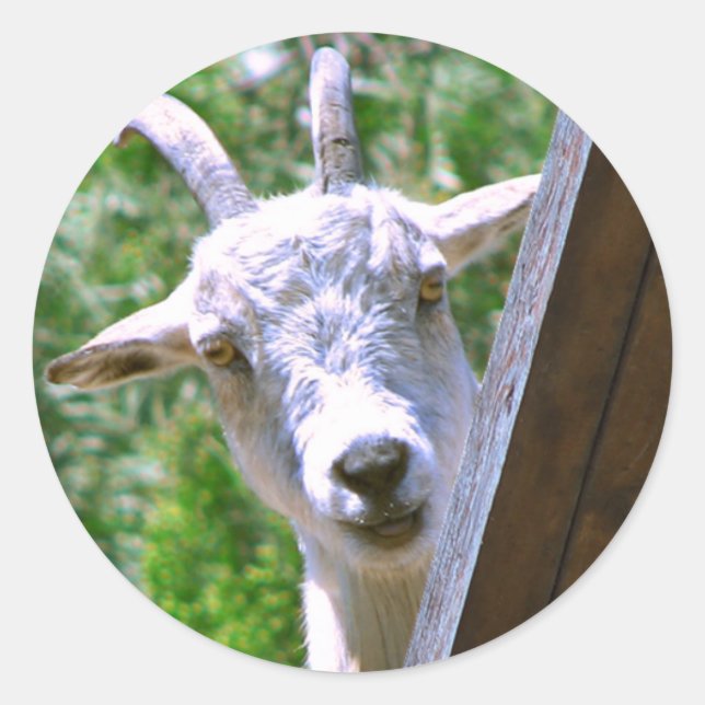 Lächelnde Ziegenaufkleber Runder Aufkleber (Vorderseite)