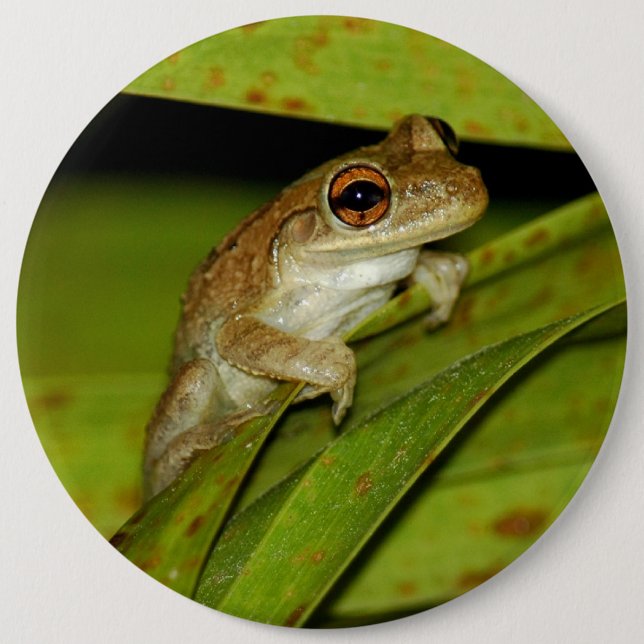 Lächelnder Baumfrosch Knopf Button (Vorderseite)