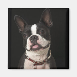 Lächelnder Boston-Terrier mit Kragen Magnet