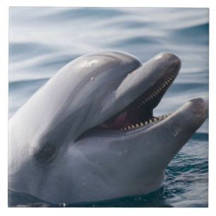 Lächelnder Delfin in Nahaufnahme über klarem blaue Fliese