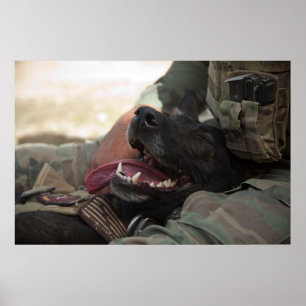 Lächelnder deutscher Schäferhund Militärhund Poster