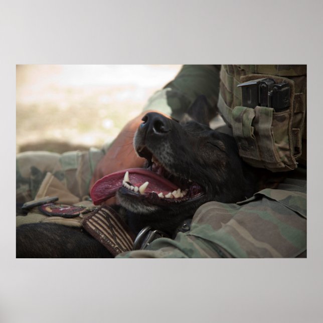 Lächelnder deutscher Schäferhund Militärhund Poster (Vorne)