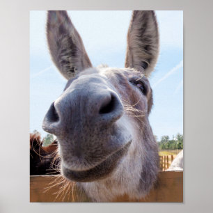 lächelnder Donkey Poster
