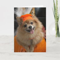 Lächelnder Foxy Spitz-Welpe im Kürbis Halloween