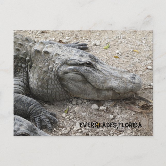 Lächelnder Gator Postkarte (Vorderseite)