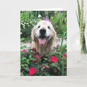 Lächelnder Golden Retriever Hund unter Blume Leere Karte