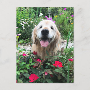 Lächelnder Golden Retriever Hund unter Blume Leere Postkarte