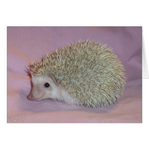 Lächelnder Igel