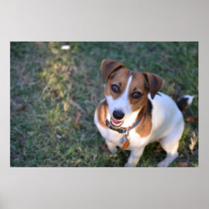Lächelnder Jack Russell Terrier Poster