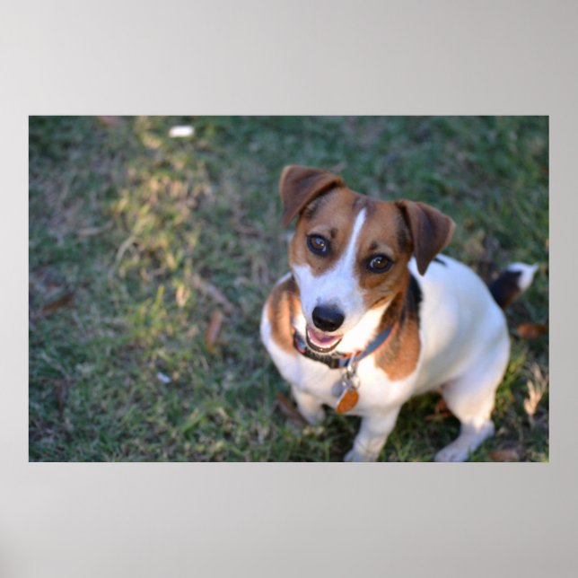 Lächelnder Jack Russell Terrier Poster (Vorne)