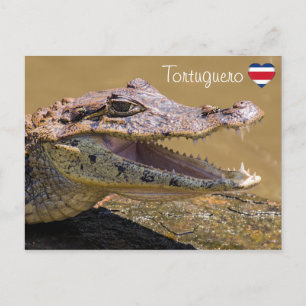 Lächelnder Krokodil in Tortuguero - Costa Rica Postkarte